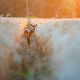 European deer by Samuel Houcken