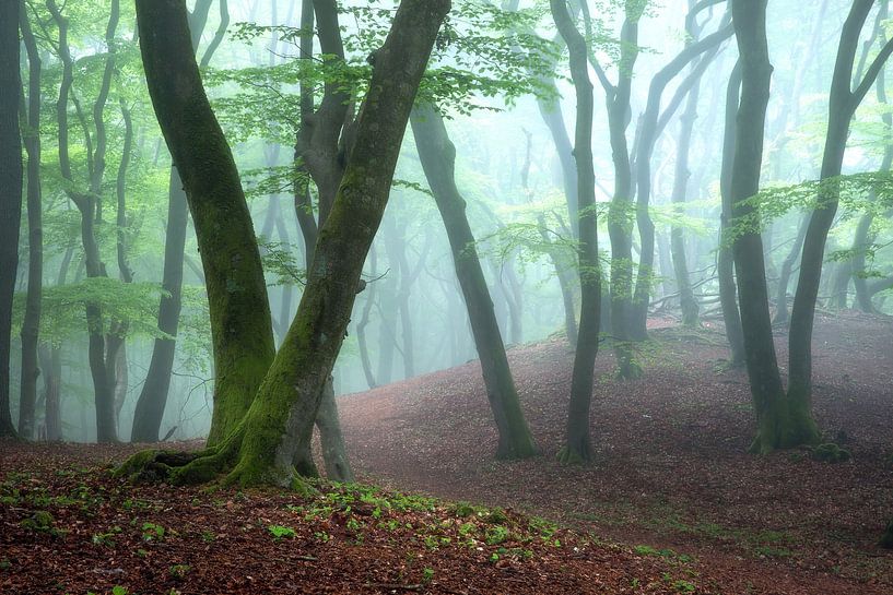 Forêt brumeuse de printemps par Ramon Oost