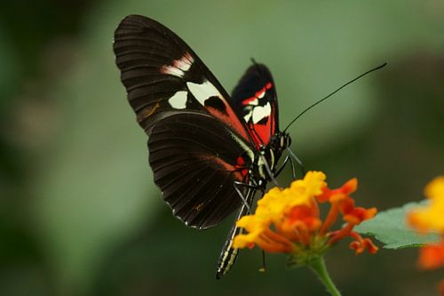 Vlinder op bloem