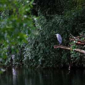 Héron bleu sur Reinder Tasma