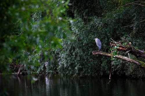 Blaureiher von Reinder Tasma