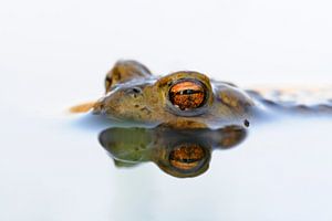 Erdkroete ( Bufo bufo ) schaut aus dem Wasser heraus