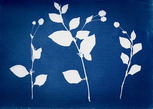 Petites merveilles I