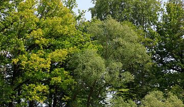 Panorama de la forêt sur Thomas Jäger