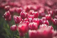 Nahaufnahme von rosa Tulpen