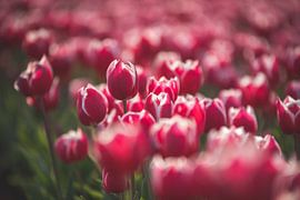 Close-up of pink tulips by Marjolijn Barten