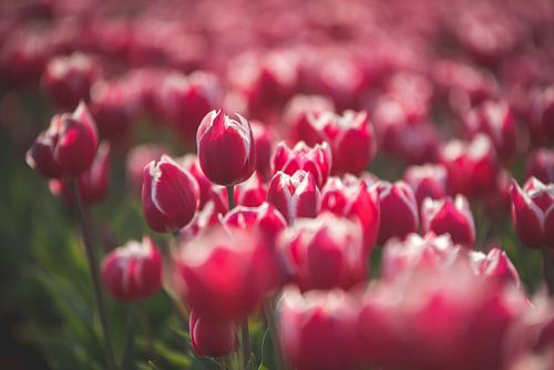 Close-up van roze tulpen