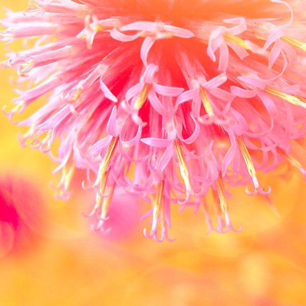 Sweet Flower by Christiane Baur