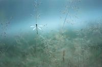 Damselfly or dragonfly in the mist.