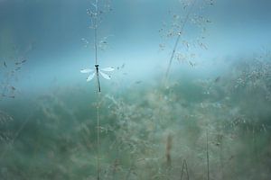 Zwerglibelle oder Libelle im Nebel. von Francis Dost