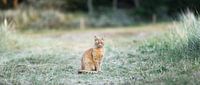 Een kat met karakter