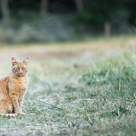 Een kat met karakter van Bastiaan Schuit