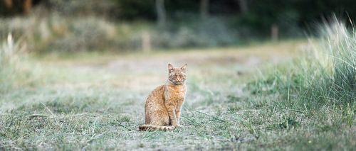Een kat met karakter