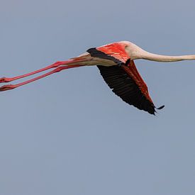 Greater flamingo (Phoenicopterus roseus) by Dirk Rüter