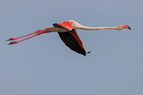 Rosaflamingo (Phoenicopterus roseus)