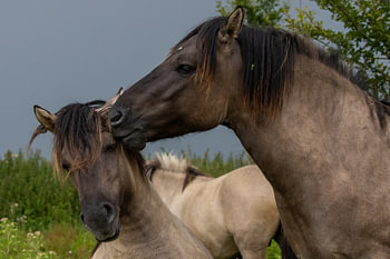 Kiss