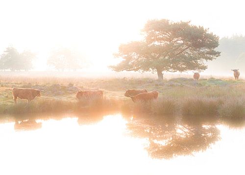 Schotse hooglanders in de ochtend.