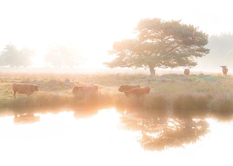 Les Highlanders écossais le matin. par Nicky Kapel