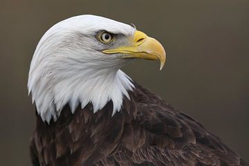 Bald Eagle (Haliaeetus leucocephalus) by Ronald Pol