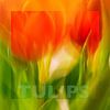 Tulipe | avec texte sur Rob van der Pijll