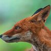 Portret van een rode vos in de lente in een groen bos van Mario Plechaty Photography