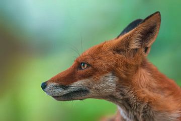 Portrait d'un renard roux au printemps dans une forêt verdoyante sur Mario Plechaty Photography