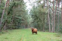 Scottish highlander in Drenthe forest