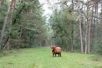 Schottischer Hochlandbewohner im Wald von Drenthe