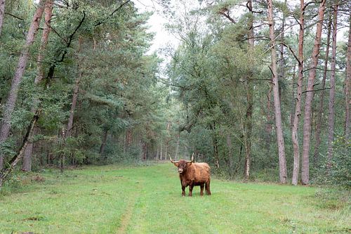 Schottischer Hochlandbewohner im Wald von Drenthe von Letty Bonsma