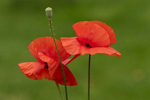 Coquelicots