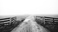Foggy morning [3]