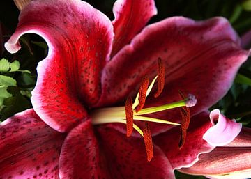 Heart of a Lily by Ina Hölzel