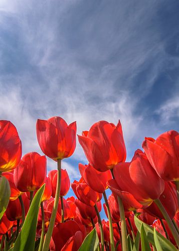 Rode tulpen dansen onder de azuurblauwe hemel