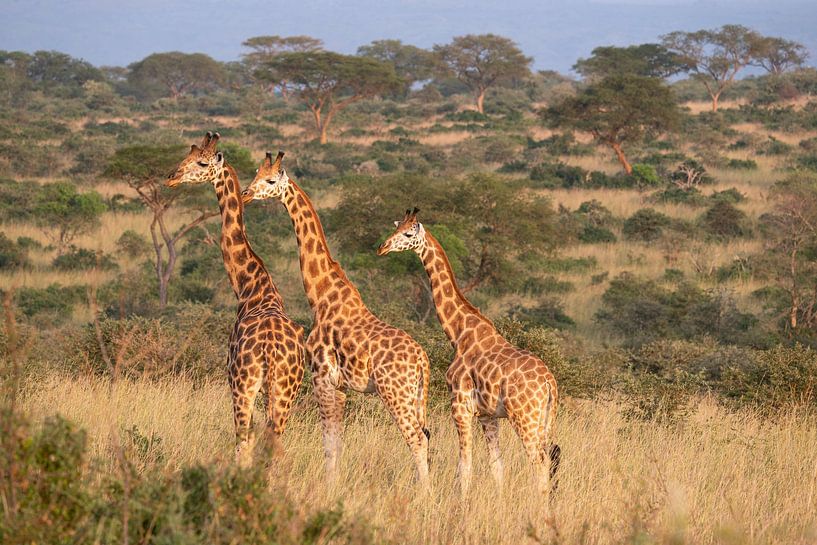 Girafe (Giraffa camelopardalis), parc national de Murchison Falls, Ouganda. par Alexander Ludwig
