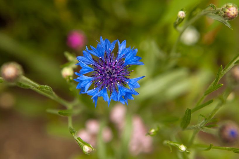 Cornflower by t.ART