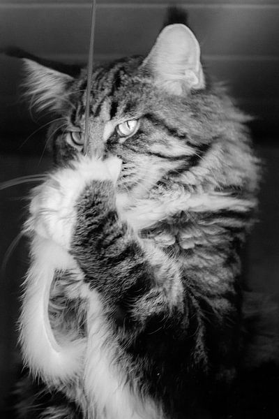 King of the Hill by Kimberly de Pater