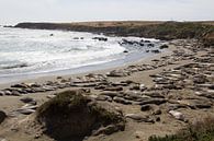 Kolonie zeeleeuwen langs Pacific Coast Highway 101, Californië, Amerika van Henk Alblas thumbnail