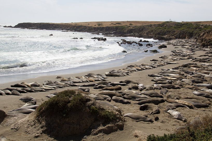 Kolonie zeeleeuwen langs Pacific Coast Highway 101, Californië, Amerika van Henk Alblas
