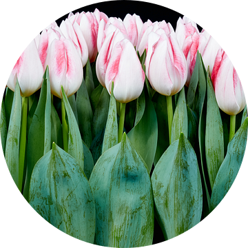 beautiful tulips van eric van der eijk
