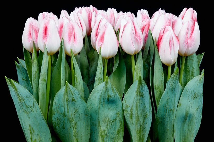 beautiful tulips by eric van der eijk
