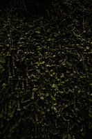 Madeira levada rock plants