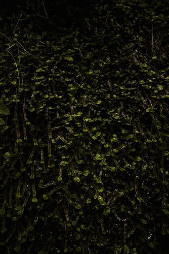 Madeira-Levada-Felsenpflanzen