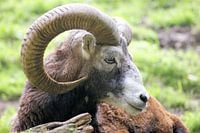 Bok