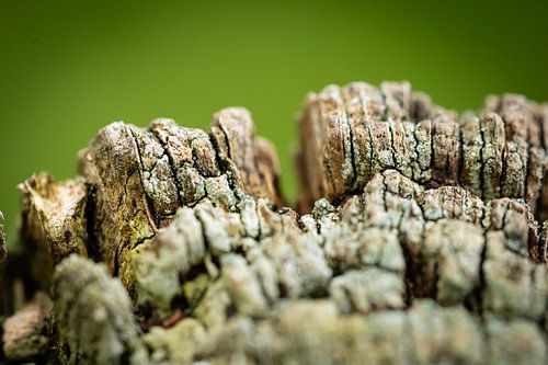 De taal van de schors - structuren in close-up