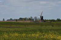 Haensmole