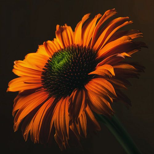 Warme kleuren: Een oranje Echinacea in het licht