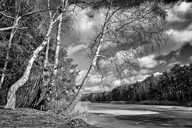 Winterbäume am zugefrorenen See von Heiko Meier
