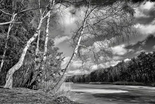 Arbres d'hiver au bord du lac gelé