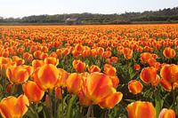 Orangefarbene Tulpen