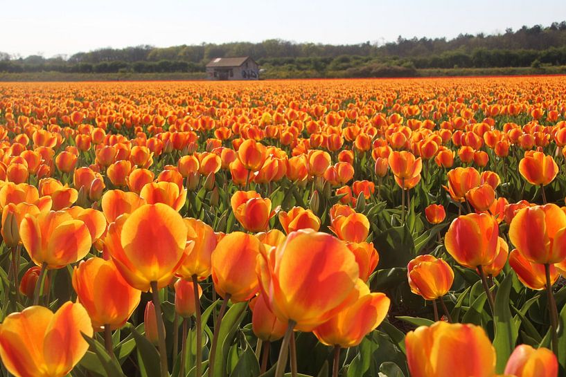 Orangefarbene Tulpen von Geert Heldens